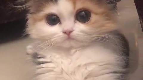 CAT CONFUSE