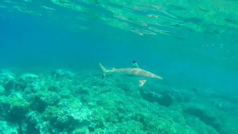 Rangiroa snorkeling