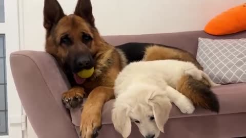 German Shepherd tries to make friends with a Tiny Puppy