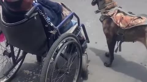 Dog Helps To Push Owner to Wheelchair