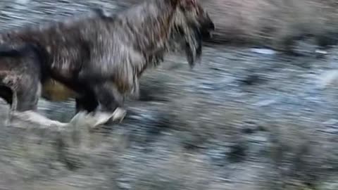 Markhor National animal