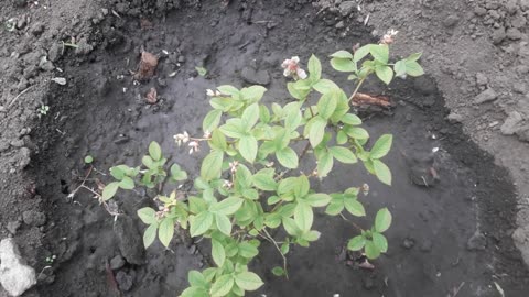 Blueberries have bloomed