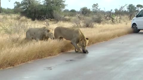 Lions attack Wild Dogs with very small puppies on their way to new den