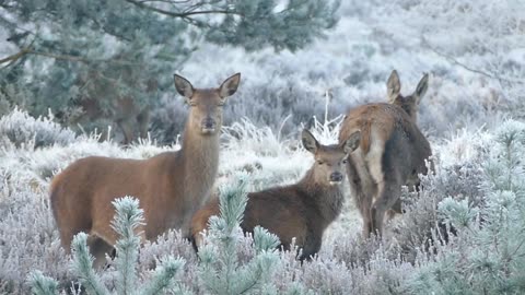 🦌❄️ Frolics in Winter's Embrace and Fields of Plenty: Deer's Playful Feasts 🌾🍃