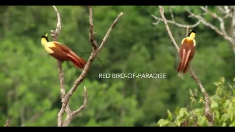 Birds of paradise dancing birds