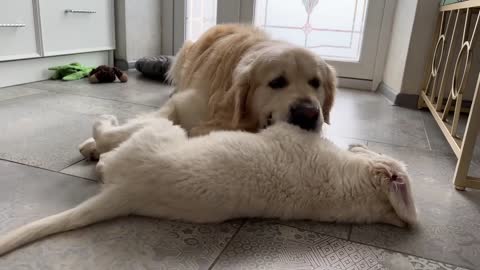 Golden Retriever Puppy Demands Attention