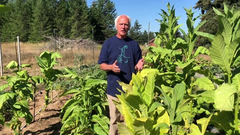 Growing Tobacco