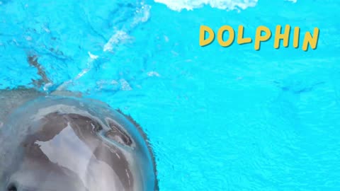 Dolphins Play in Crystal Clear Waters – Nature's Happiest Creatures!