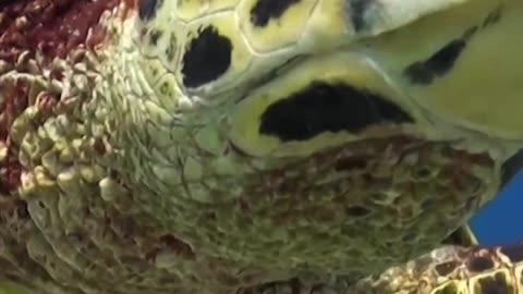 A Mesmerizing Encounter with Turtles Beneath the Waves