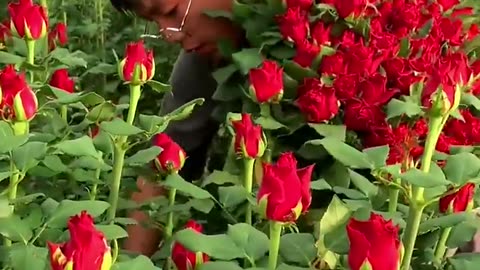 Beautiful flowers harvesting