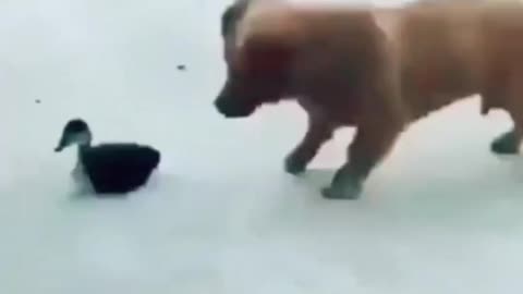 Animal playing