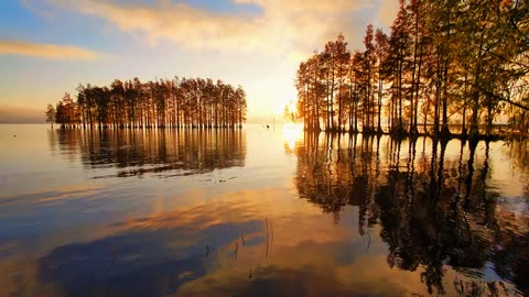 The first light on the redwood trees, beautiful, healing landscape, sunrise