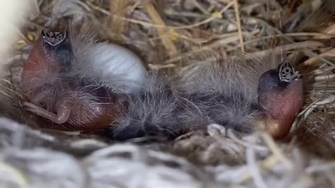 Finches babies