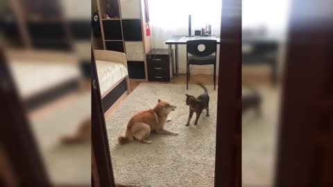 dog vs cat fight