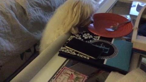 Meal Munching Maltese