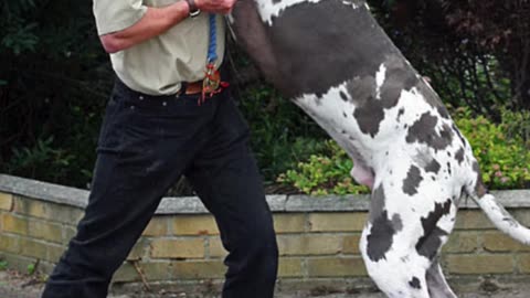 Great Dane Unleashed- Majestic Elegance and Gentle Giants