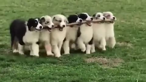 There are so many beautiful puppies