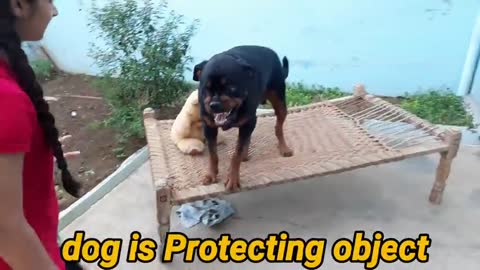 Dog showing all training skills |well trained dog ||dog protection skill