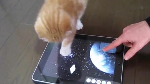 Kitten and iPad Game App - Enjoy with Cat