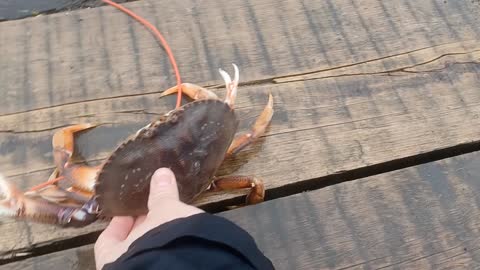 Big Crab 🦀 catching in Vancouver