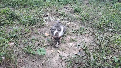 Cute cat eats food. This cat is so cute. Watch and relax.