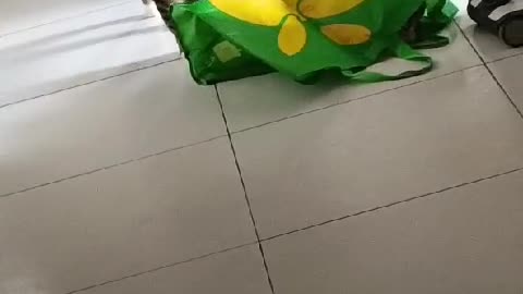 Cat Jumps From Bag To Startle Sibling