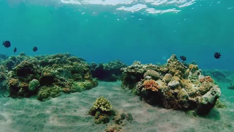 Underwater Serenity A Journey into the Sea