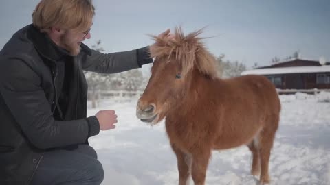 Man strokes muzzle adorable small pony at a ranch close up