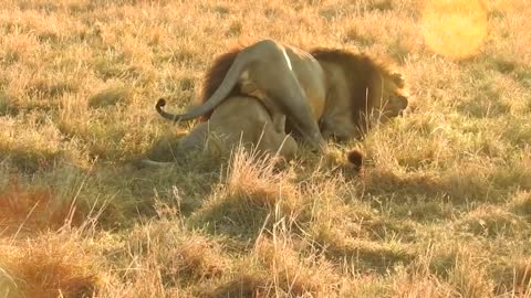 Lion Fight