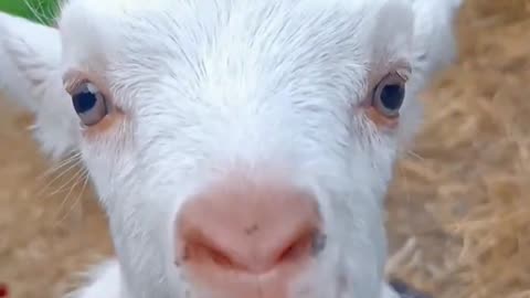 Cute goat baby carrying in farm.