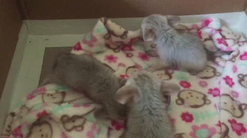 Baby fennec foxes get feisty after tasting meat