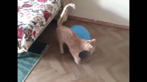 Cat Reaction to Playing Balloon - Funny Cat Balloon Reaction Compilation