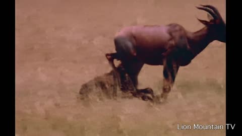 Hyena hunting sleeping Topi on the Savannah