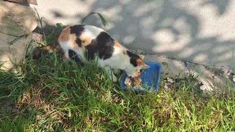 Newborn kittens are waiting for their mother. I gave food to the mother cat