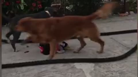 Battle ropes with golden and pittie puppies