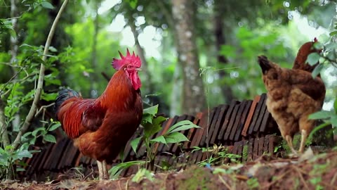 Beautiful hen and cock on murree hills