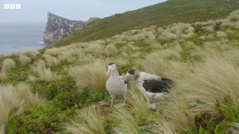 Male albatrosses pair for life | Frozen Planet II | BBC Earth