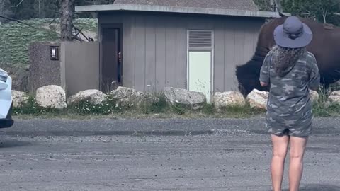 Guy Trapped in Bathroom by Bison