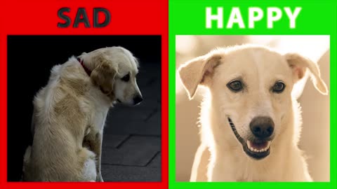 🐕 Is Your Dog Happy Or Sad? Top 10 Signs Your Dog Is Happy With You