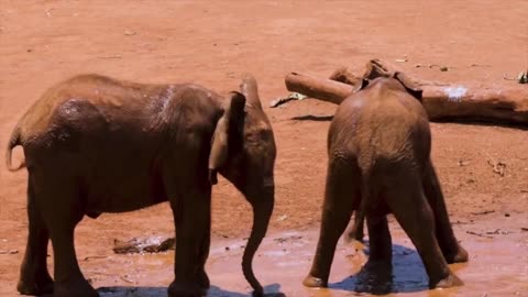 baby elephants having fun