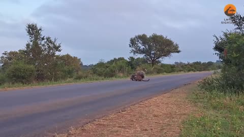 Porcupine Parents Protect Babies from Leopard