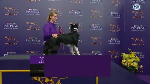 the border collie wins back-to-back titles