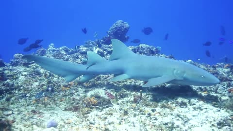 Small shark swimming