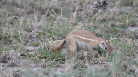 squirrel eating grass in African Ground