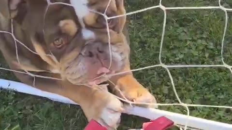 Gary the Bulldog Is Not the Smartest Goalkeeper || Viral Verse