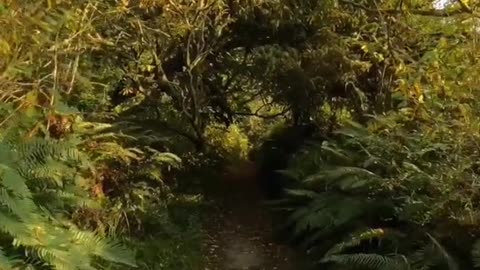 Early fall walk at Inlet Nature Preserve