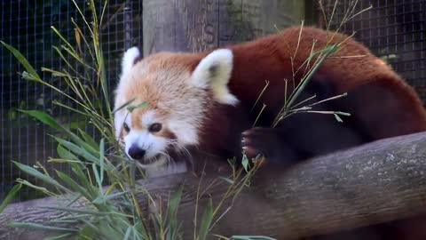 World's Weirdest Animals: Red Panda