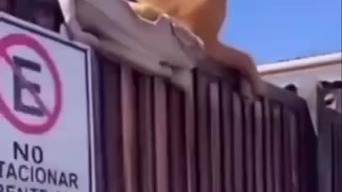 Cute doggy video