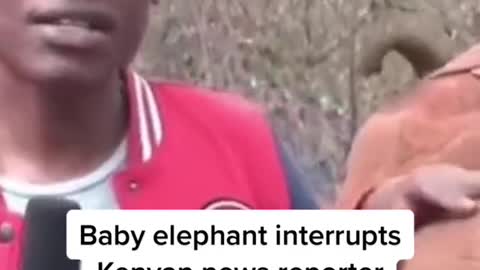 Baby elephant interrupts Kenyan news reporter on live TV