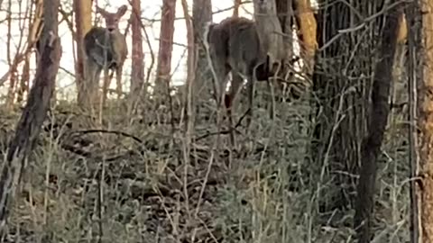 A Deer Ducking and Bobbing Its Head